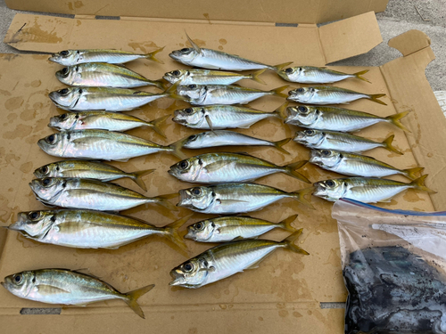 アジの釣果