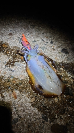 アオリイカの釣果