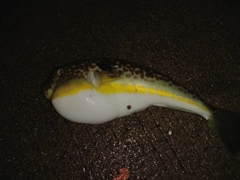 クサフグの釣果