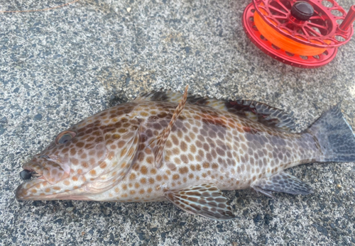 オオモンハタの釣果