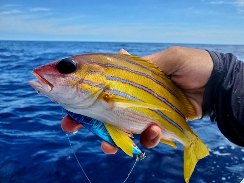 ヨスジフエダイの釣果