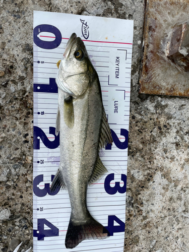 シーバスの釣果