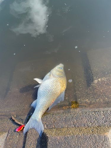 ヘラブナの釣果