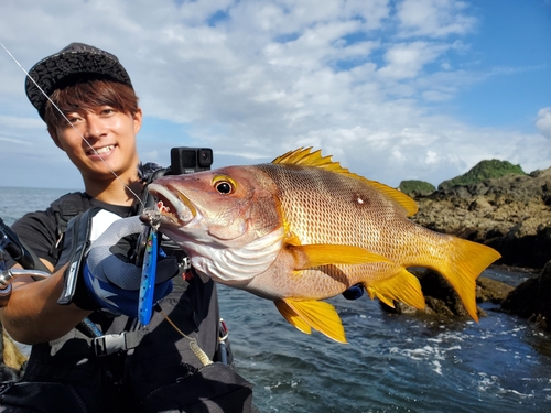 シブダイの釣果