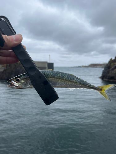 サバの釣果