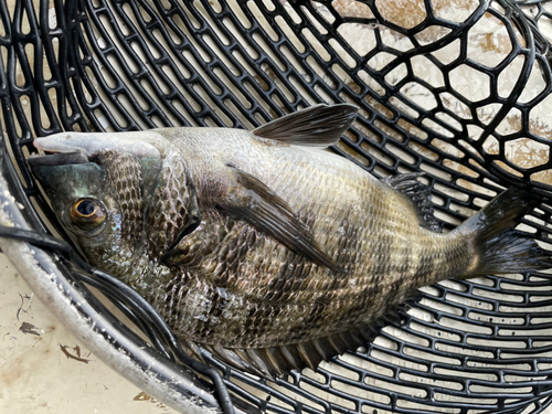 チヌの釣果