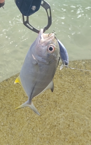 メッキの釣果