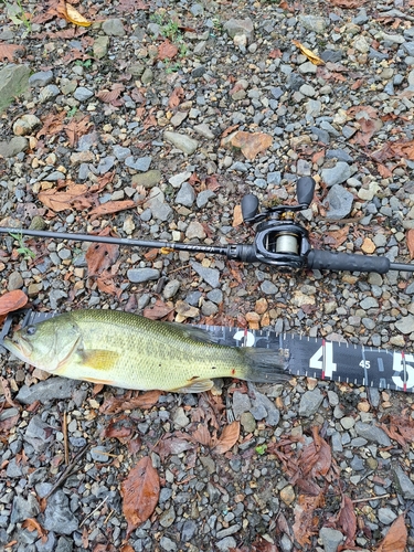 ブラックバスの釣果