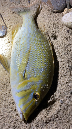 タマンの釣果