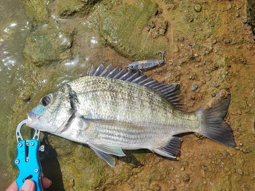 ミナミクロダイの釣果