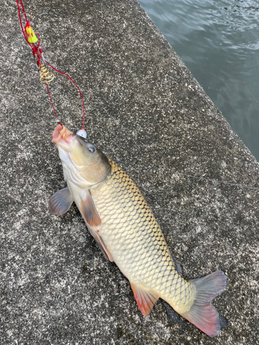 コイの釣果