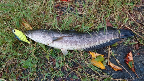 ライギョの釣果