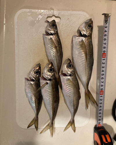 アジの釣果