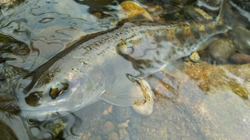 釣果