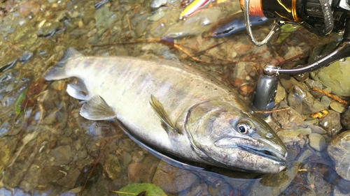 アマゴの釣果