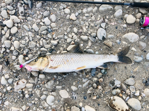 ニゴイの釣果