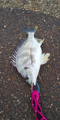 キチヌの釣果