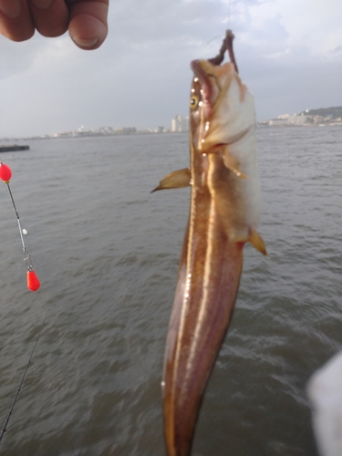 ゴンズイの釣果