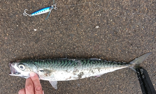 サバの釣果