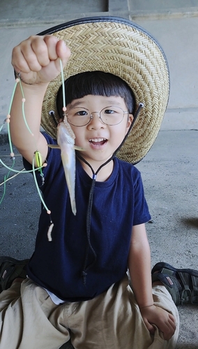 ハゼの釣果