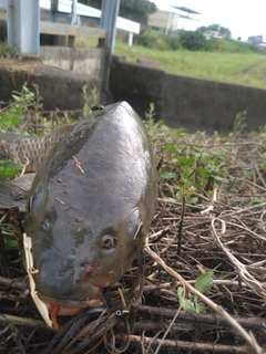 コイの釣果