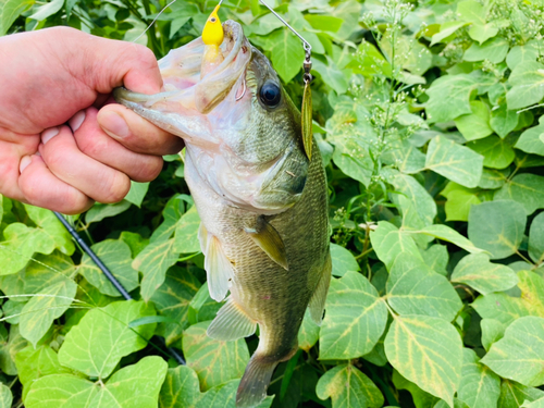 ブラックバスの釣果