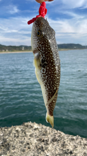 クサフグの釣果