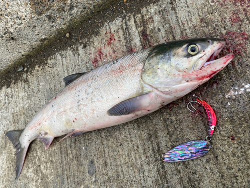 アキアジの釣果