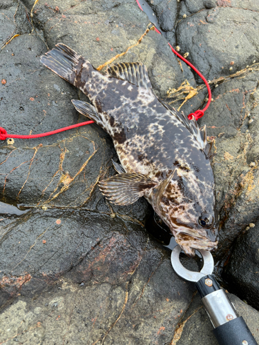 ベッコウゾイの釣果