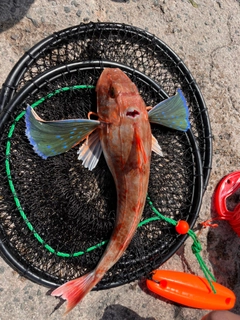 ホウボウの釣果