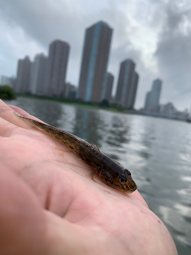 マハゼの釣果