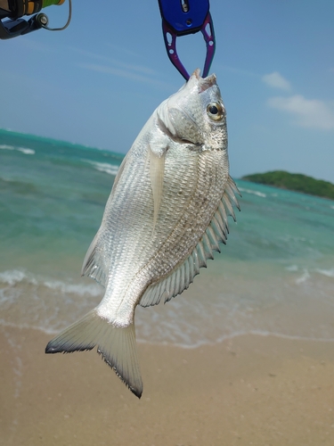 ミナミクロダイの釣果