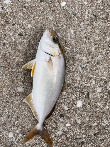 カンパチの釣果