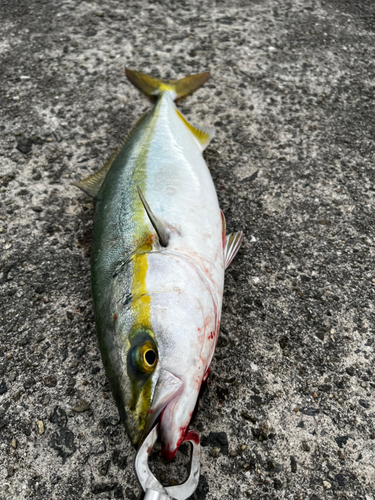 ハマチの釣果