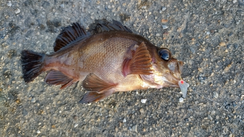 メバルの釣果