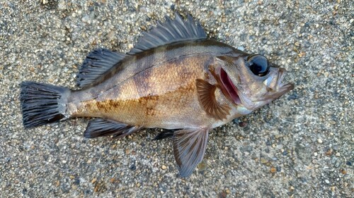 メバルの釣果