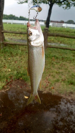 ハスの釣果