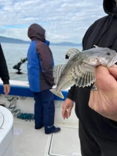 カジカの釣果