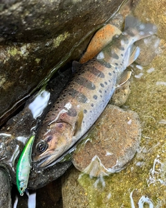 ヤマメの釣果