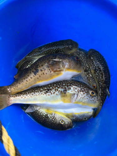 ショウサイフグの釣果