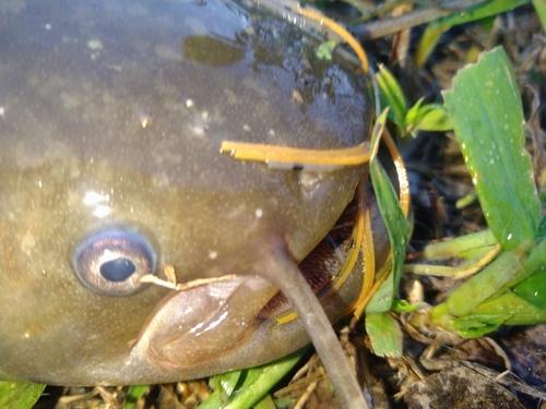 ナマズの釣果