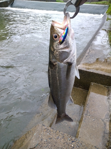 フッコ（マルスズキ）の釣果