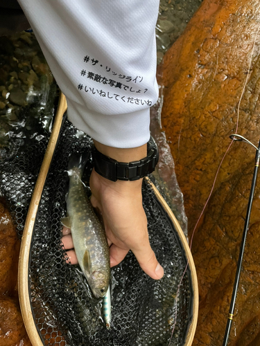 イワナの釣果