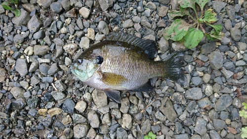 ブルーギルの釣果