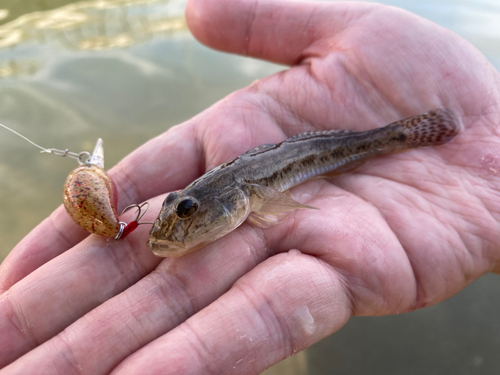 マハゼの釣果