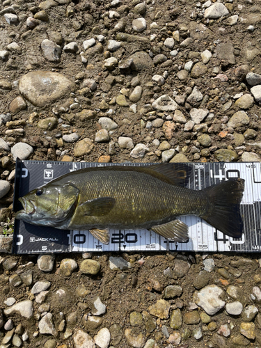 スモールマウスバスの釣果