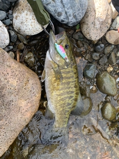 スモールマウスバスの釣果