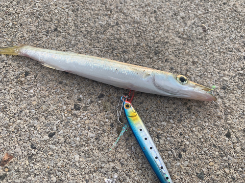 カマスの釣果