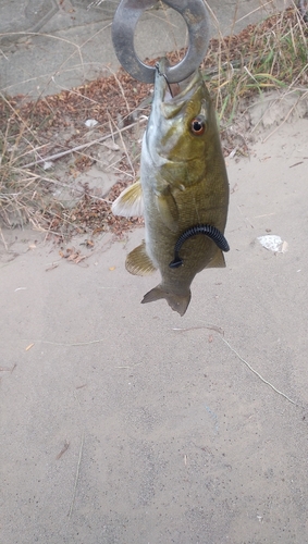 スモールマウスバスの釣果