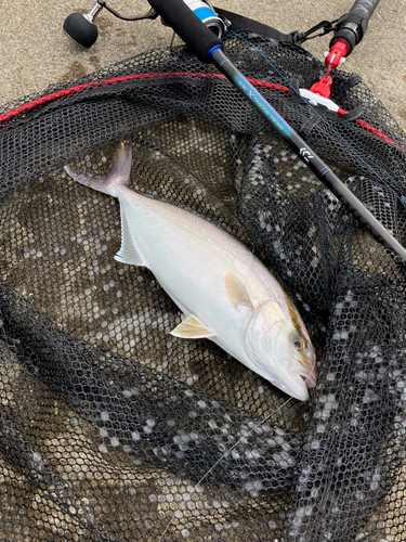 ショゴの釣果